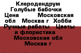 Клеродендрум “Голубые бабочки“ › Цена ­ 300 - Московская обл., Москва г. Хобби. Ручные работы » Цветы и флористика   . Московская обл.,Москва г.